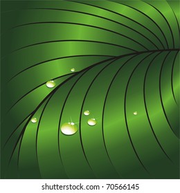 Leaf with water droplets. Large species. Vector illustration.