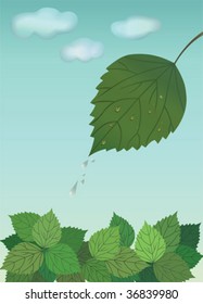  leaf with  water drops