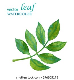 Leaf watercolor ash.