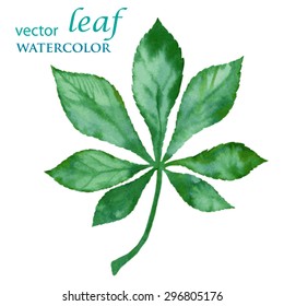 Leaf watercolor. Chestnut .