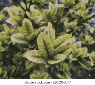 leaf watercolor vector illustration template