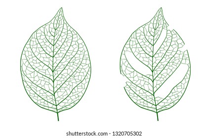 Leaf worm-eating illustration set