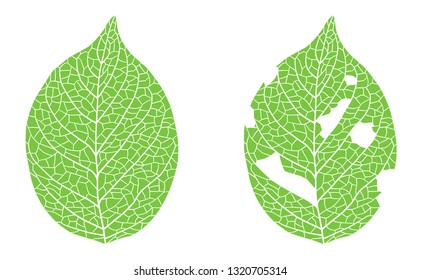 Leaf worm-eating illustration set