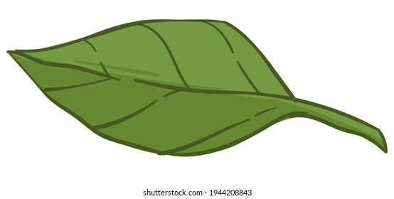Leafage of plant, tree or bushes, isolated leaf of shrubs of decorative flora. Seasonal blooming and growth of houseplants. Herbs and refreshment, greenery and tropics botany. Vector in flat style