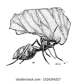 Leafcutter ant holding a leaf. Realistic hand-drawn ink illustration. 