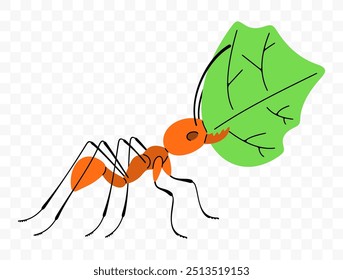 Leafcutter ant move along a trail with leaf, graphic design. Insects, animals, nature, plants and leaves, vector design and illustration