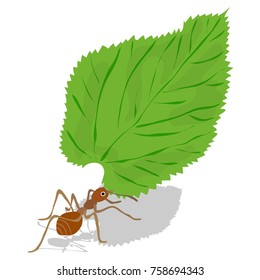 Leaf-cutter ant vector. Red ant carrying green leaf. Ant carry leaf vector illustration. Isolated ant and leaf on white background. 