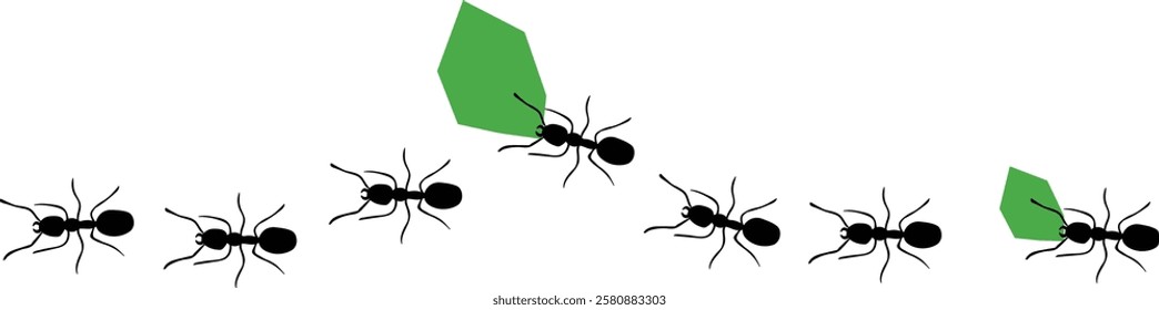 Leaf-cutter ants, Acromyrmex octospinosus, carrying leafs in an ant road