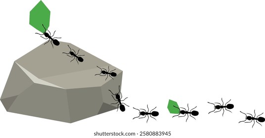 Leafcutter Ants Are Crossing a Big Rock