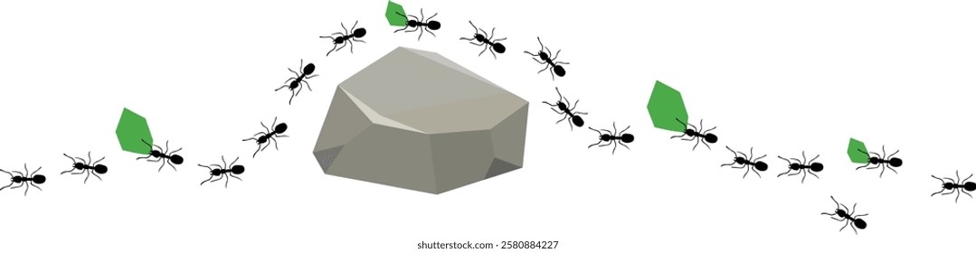 Leafcutter Ants Are Crossing a Big Rock ,Leaf-cutter ants, Acromyrmex octospinosus, carrying leafs in an ant road