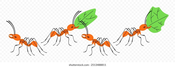 Leafcutter ants move along a trail towards the colony, graphic design. Insects, animals, nature, plants and leaves, vector design and illustration