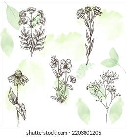 Leafes and flowers. Vector set on watercolor background. Illustration for postcard, textile, web.