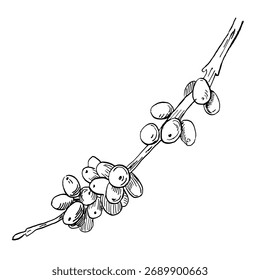 A leafless branch with coffee beans. A realistic coffee-themed vector illustration for product design, interior decor, packaging, posters, postcards, and menus.