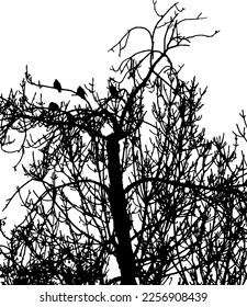 ramas de árboles sin hojas y siluetas de aves. ilustraciones vectoriales.