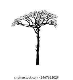 Leafless tree silhouette on a white background . Vector illustration
