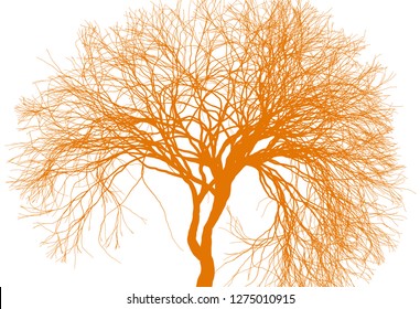 Leafless winter tree silhouette on white background. Fine detailed realistic illustration. Isolated design element.