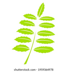 Leaflet. Carved leaf. Logo. Nature. Cartoon style. Illustration for design and decoration. For registration of invitations, business cards. Creation of frames.