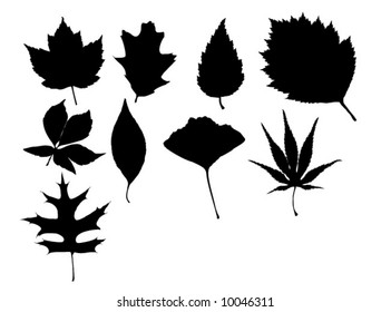 Leafs