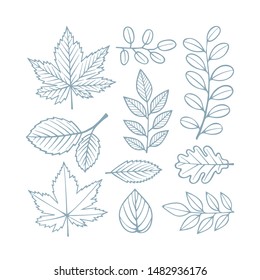 Leafs and branch. Hand drawn different leafs. Sketch drawing floral design elements. Part of set.