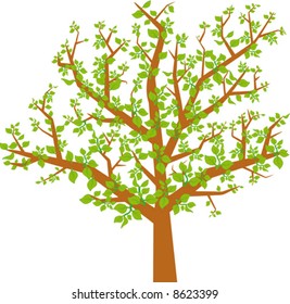 leafs green in the tree