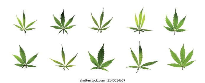 Blätter von Marihuana-Blume auf weißem Hintergrund, Vektorgrafiken