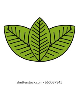 leafs plant ecology icon