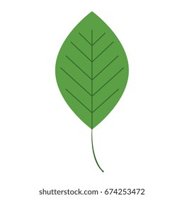 leafs plant ecology icon