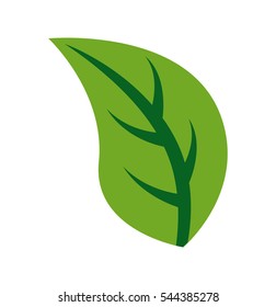 leafs plant isolated icon vector illustration design