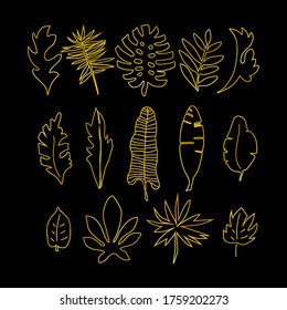 Leafs set hand drawn in vector. Golden line style design. Tropical and exotic leafs. Monstera, aralia, palm tree, banana palm, petticoat palm, philodendron, papyrus.
