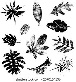 Leafs set hand drawn in vector. Flat style design. Tropical and exotic leafs. Monstera, aralia, palm tree, banana palm, petticat palm, philodendron, papirus. Grunge texture.