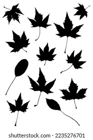 Leafs set. Vector graphic illustration in black on white background.