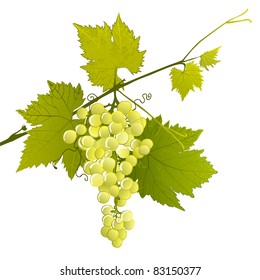 leafy branch with white grape cluster