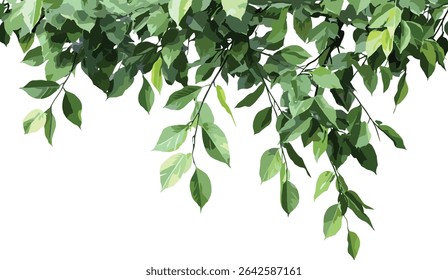 Leafy branches vector, transparent background, nature elements, green tree leaves, foliage, eco friendly design, spring branches, natural art, botanical illustration