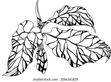 leafy , foliage  three-dimensional leaf , drawing, decorative composition of lines, flower, foliage, picture, home flower, painting, vegetation, free lines, image