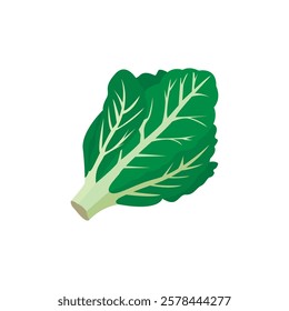 Leafy green vegetable romaine lettuce vector illustration food