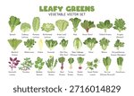 Leafy Greens Vector Illustration Set. Leafy Vegetables Cartoon Clipart Set in Flat Style. Spinach, Lettuce, Kale, Swiss Chard, Collard Greens, Arugula, Mustard Greens, Watercress, Endive, Escarole, Bok Choy, Napa Cabbage, Tatsoi, Mizuna, Chrysanthemum Greens, Amaranth Leaves, Purslane, Malabar Spinach, Beet, Turnip, Radish, Sweet Potato Leaves, Gai Lan, Komatsuna, Flat Vector Design