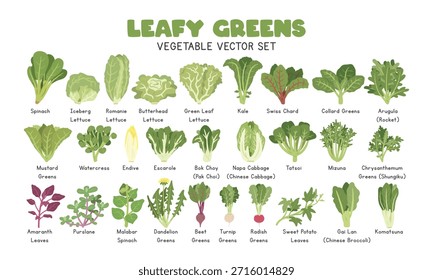 Conjunto de Ilustrações de Vetor Verde Folhoso. Folhas de legumes Cartoon Clipart Conjunto em Estilo Plano. Espinafre, Alface, Couve, Carvão Suíço, Verde-Colarde, Águula, Verde-Mostarda, Agrião-D’Água, Endívia, Escarola, Bok Choy, Repolho Napa, Tatsoi, Mizuna, Verde-Crisântemo, Folhas Amaranto, Purslane, Espinafre Malabar, Beterraba, Nabo, Rabanete, Folhas De Batata Doce, Gai Lan, Komatsuna, Design De Vetor Plano