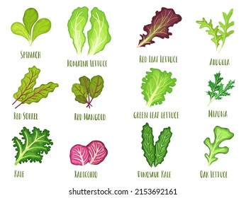 Ensalada verde Leafy. lechuga verde, espinaca fresca y kale. Hojas de verduras plantadas, caricatura de comida saludable vector Ilustración conjunto. Verduras orgánicas, frescas, plantas naturales aisladas en blanco