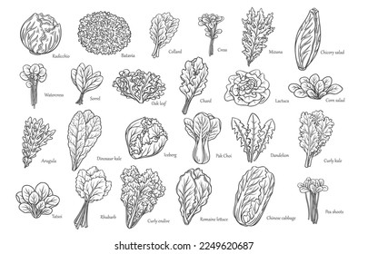 Leafy salad vegetables outline icons set vector illustration. Hand drawn line sketches of Romaine lettuce and radicchio salad leaf, arugula and chicory, collard and bok choy, iceberg and curly kale