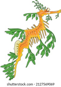 Leafy Seadragon Glauert's Syngnathidae Pipefish Seahorse Coasts Of Australia Animal Vector Isolated