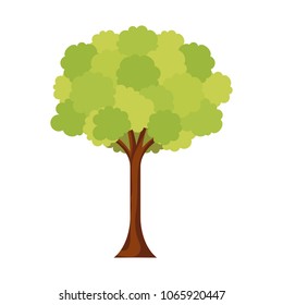 leafy tree foliage branch trunk image