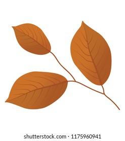 
A leafy twig is a dried autumn leaf branch 
