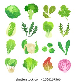 Leafy vegetables set, agriculture and green plant. Natural diet and vegan product. Vector flat style cartoon vegetables illustration isolated on white background