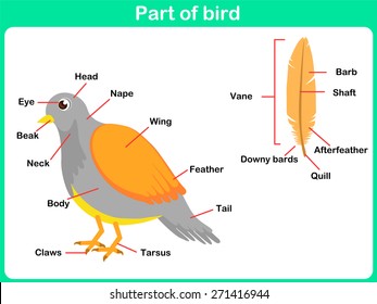 Leaning Parts of bird for kids -  Worksheet 