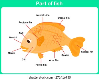 Leaning Parts of fish for kids -  Worksheet 