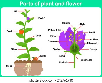 Plants Name Chart