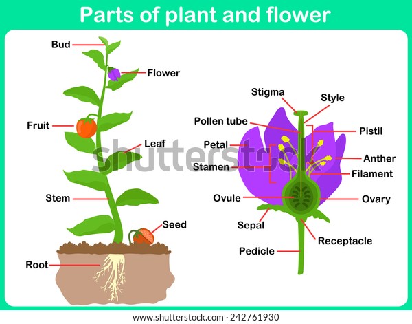 Leaning\
Parts of plant and flower for kids -  Worksheet \
