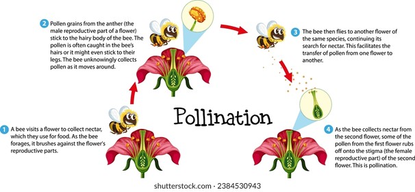 Learn about flower pollination through an informative science infographic