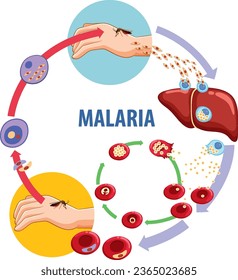 Learn about the life cycle of malaria through a visually appealing vector cartoon illustration