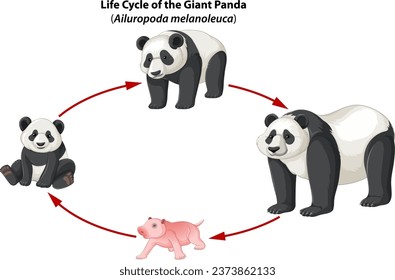 Aprende sobre el ciclo de vida de los pandas a través de una infografía de un estudio de biología